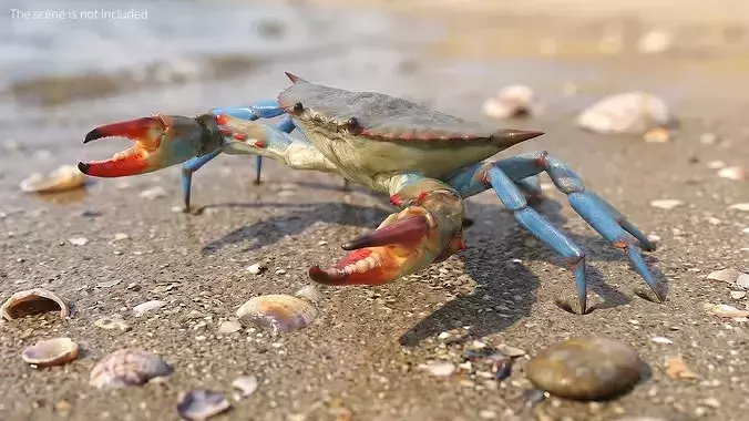 Marine Blue Crab Rigged For Maya 3D model 2