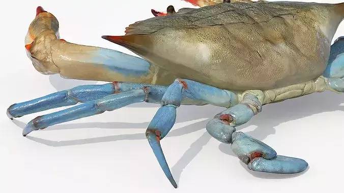 Marine Blue Crab Rigged For Maya 3D model 6