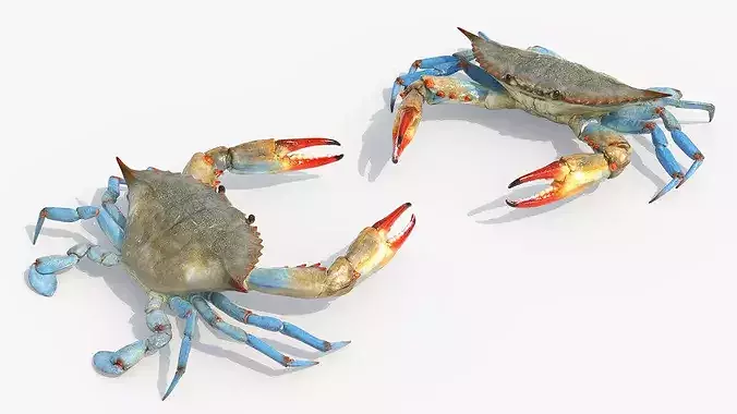 Marine Blue Crab Rigged For Maya 3D model 4