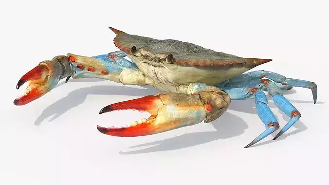 Marine Blue Crab Rigged For Maya 3D model