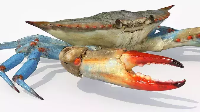 Marine Blue Crab Rigged For Maya 3D model 5