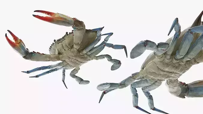 Marine Blue Crab Rigged For Maya 3D model 7