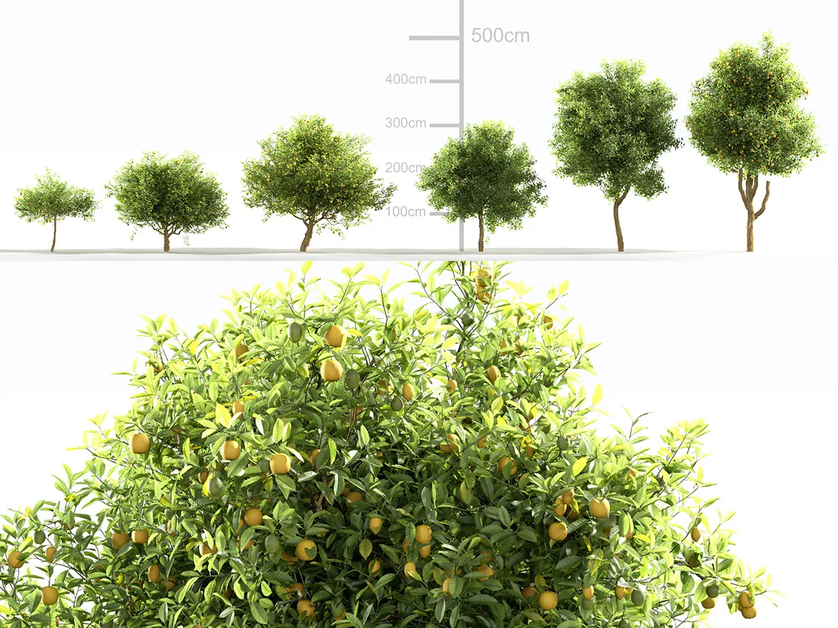 Citrus limon 3D model