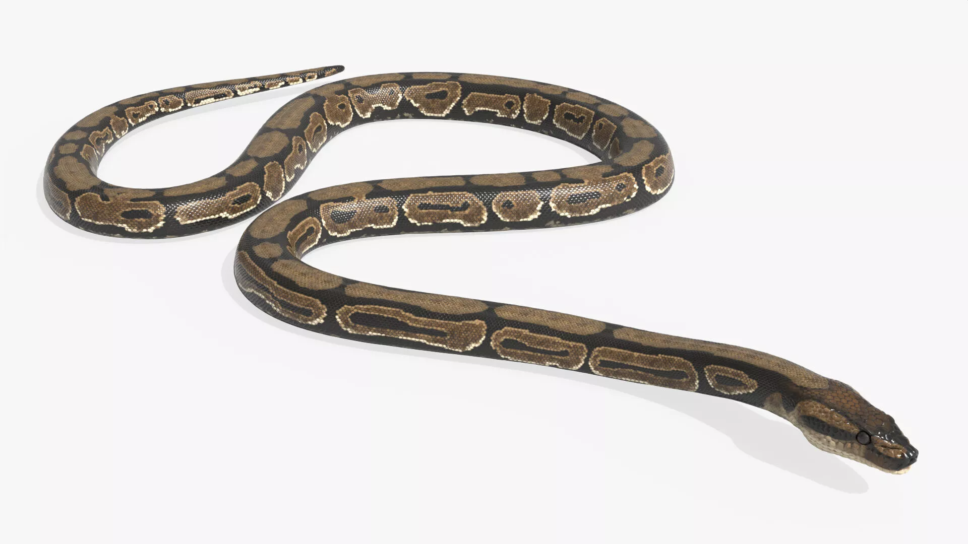 Natural Python Snake Rigged For Blender Low-poly 3D model