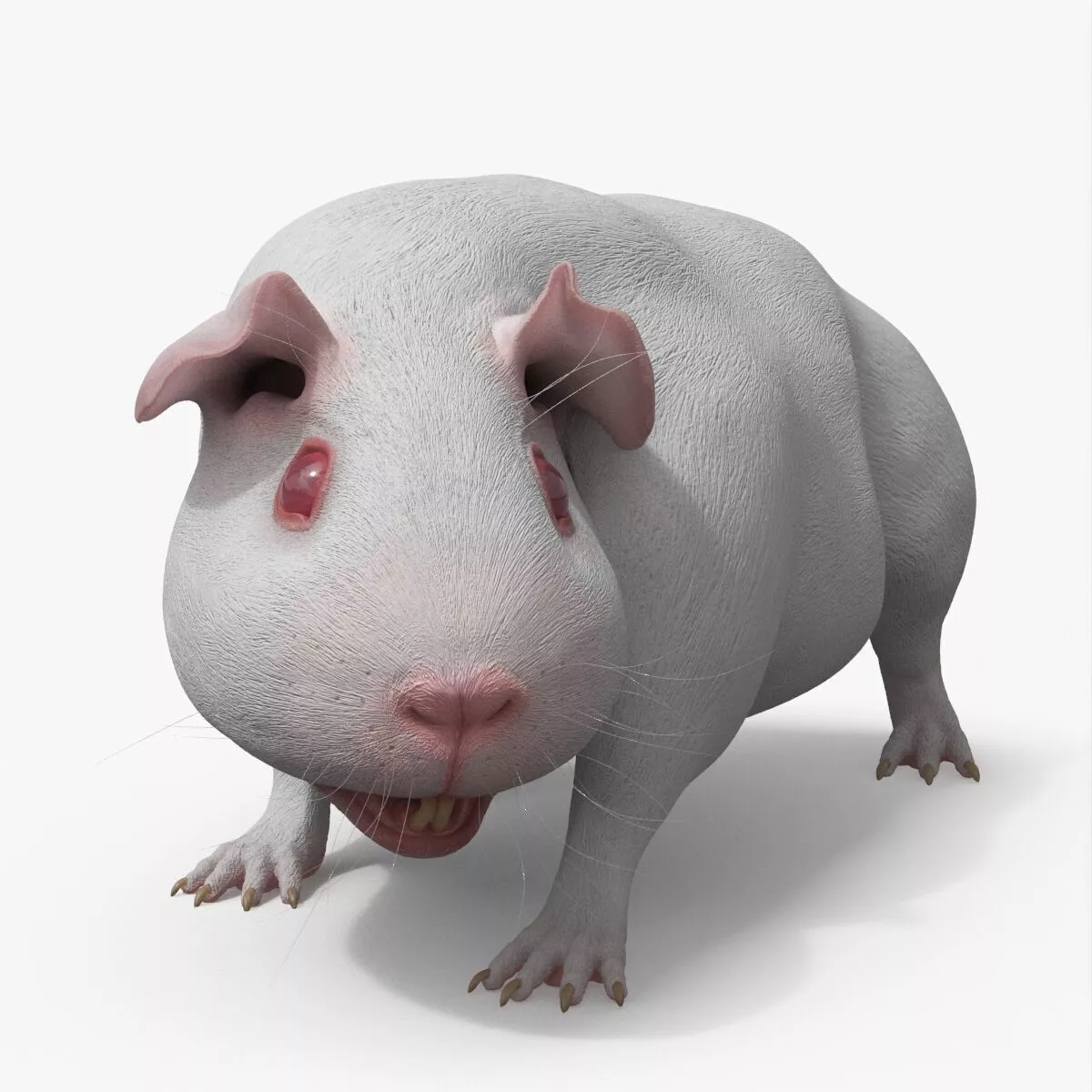 Albino Guinea Pig Red Eyes and Short Hair White Rigged 3D model