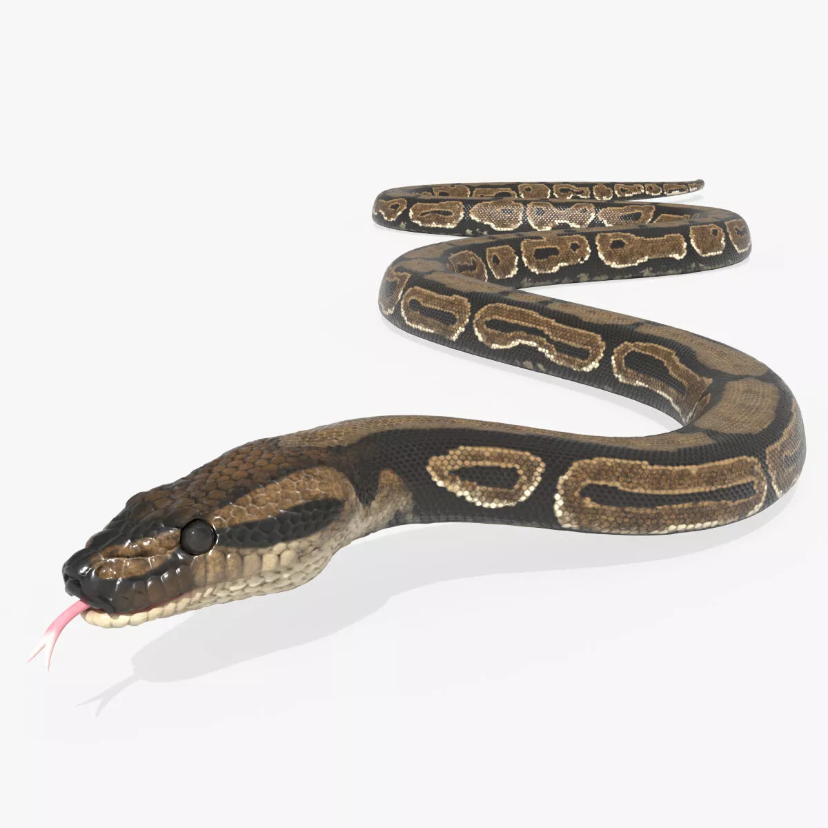 Reptile Python Snake Crawling Animated Rigged For Blender Low-poly 3D model