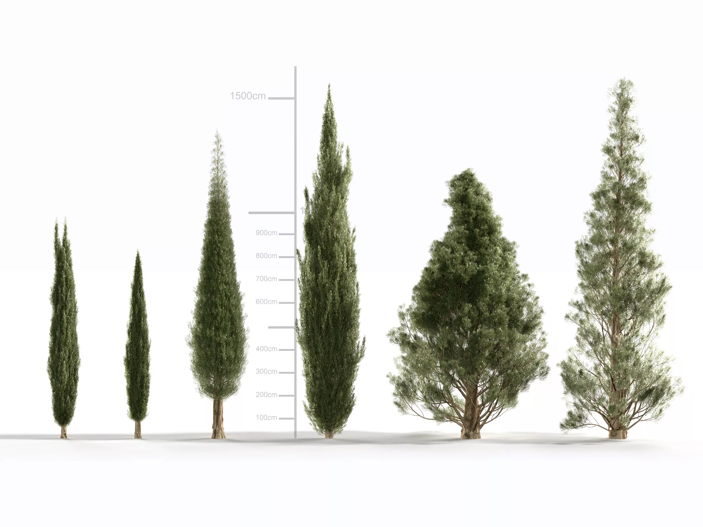 Cupressus sempervirens 3D model