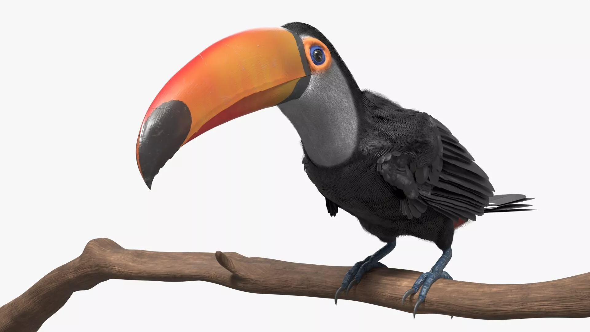 Tropical Toco Toucan Animated Fur Rigged For Blender 3D model