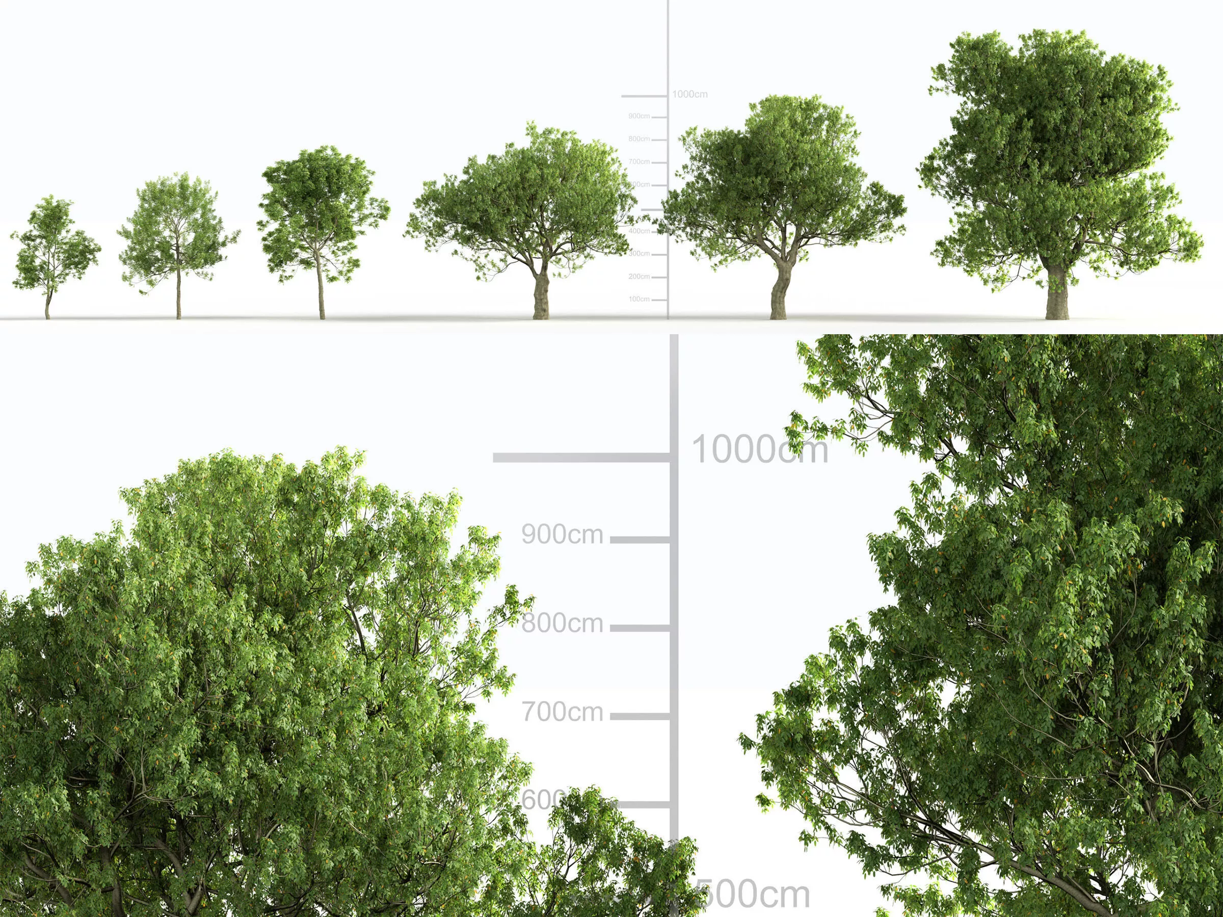 Fraxinus ornus 3D model