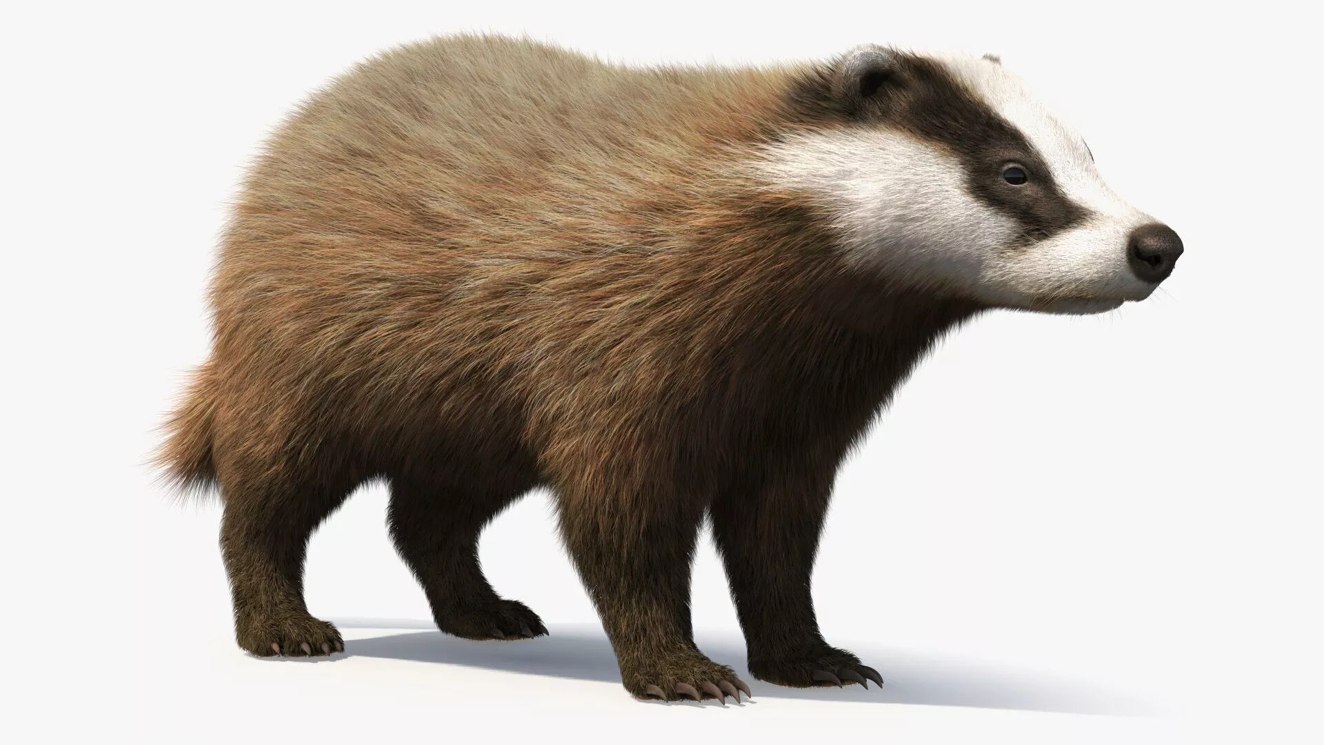Badger Brown Fur 3D model