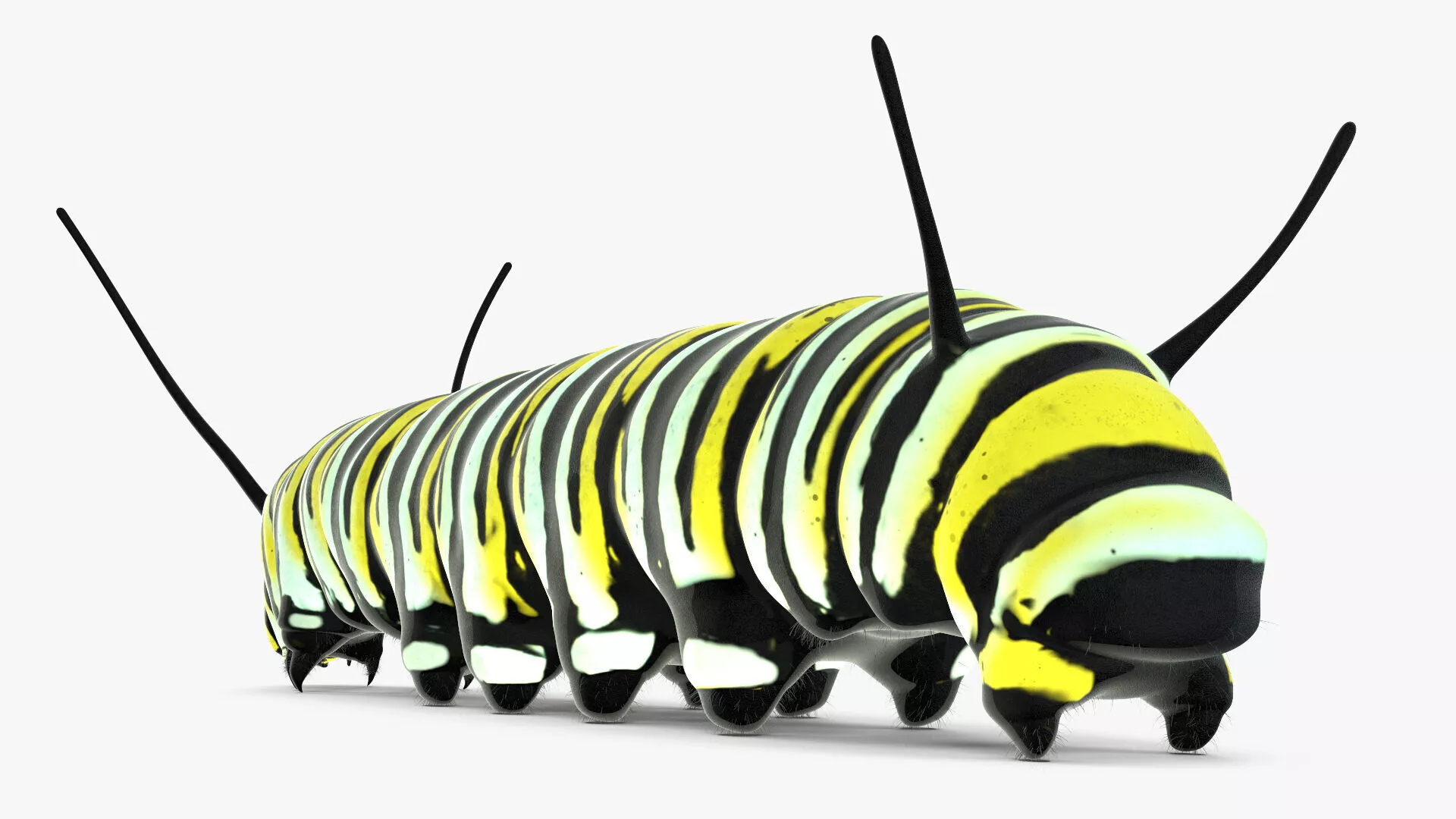 Monarch Butterfly Caterpillar Fur 3D model