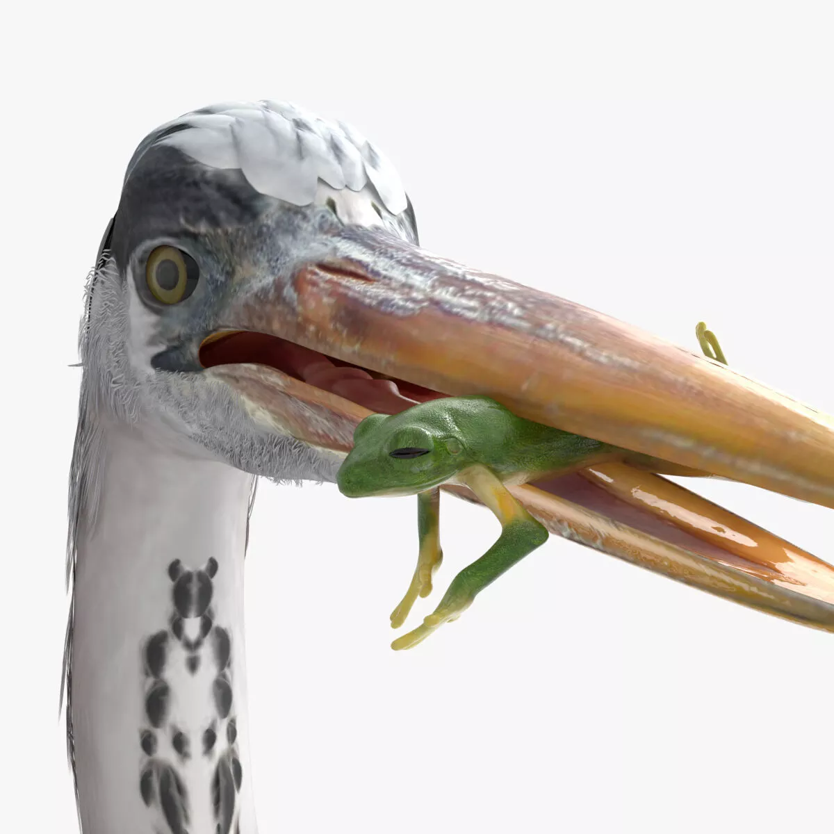 Great Blue Heron Hunts Frog Animated Rigged For Blender 3D model
