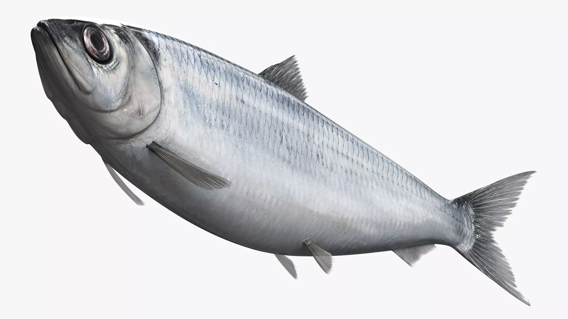 Atlantic Herring Fish Swim Animated Rigged For Maya 3D model