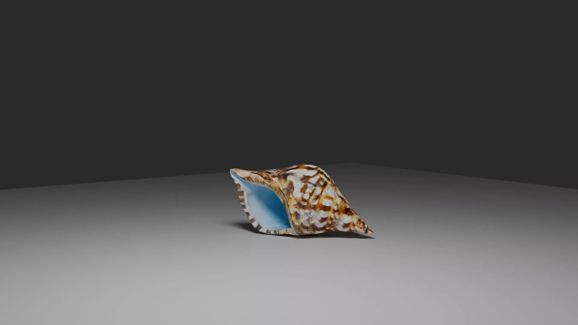 Seashell Horn - Canarian Bucio Shell Trumpet Low-poly 3D model