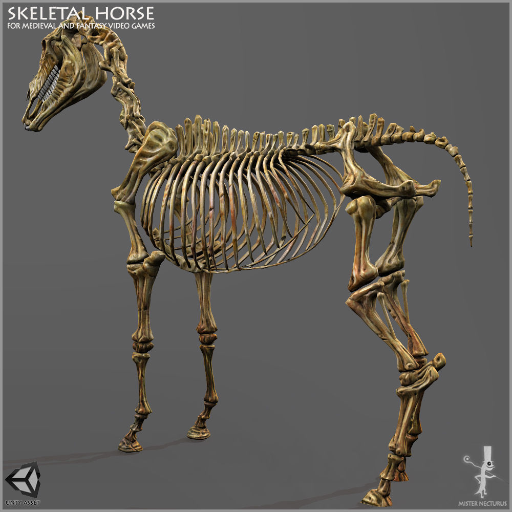 Skeletal Horse Light Version Low-poly 3D model_9