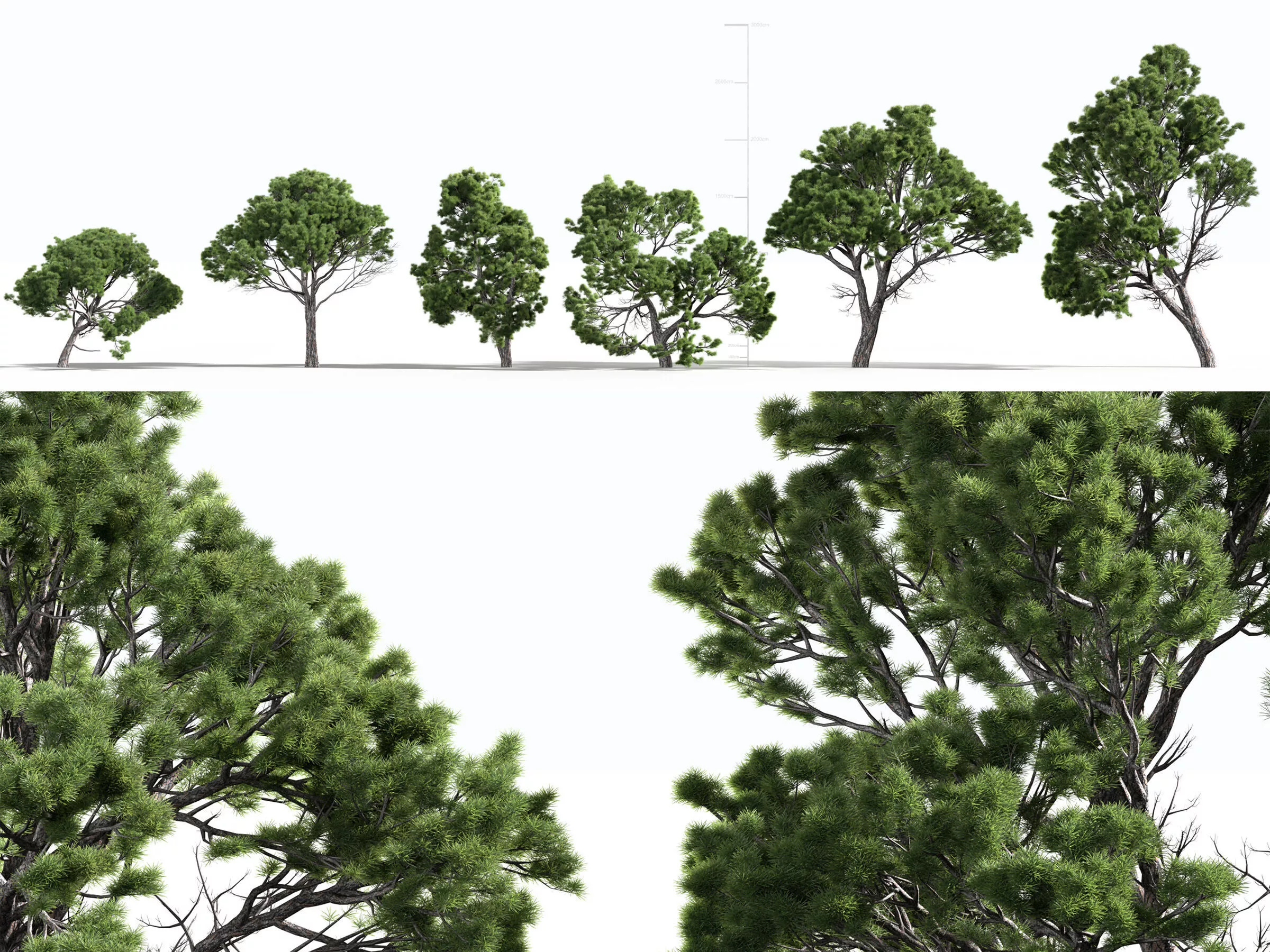 Pinus halepensis 3D model