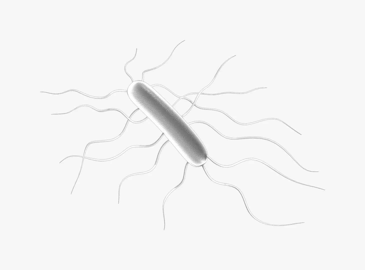 Listeria Monocytogenes 3D model