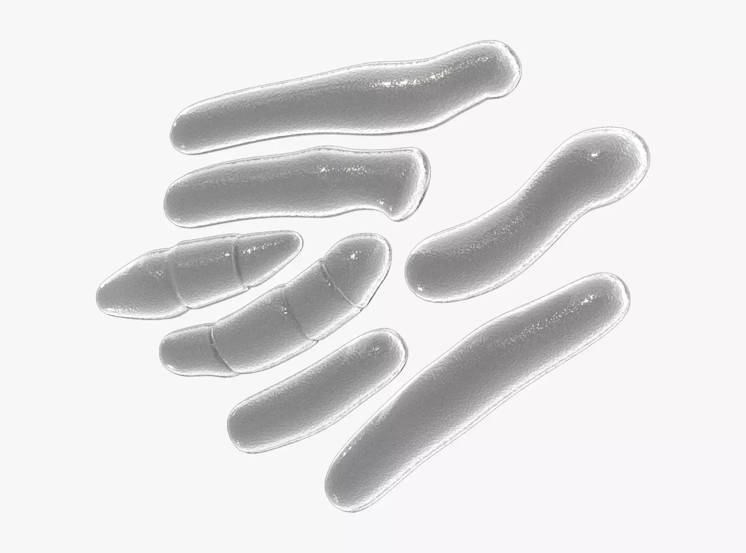Cutibacterium Acnes 3D model