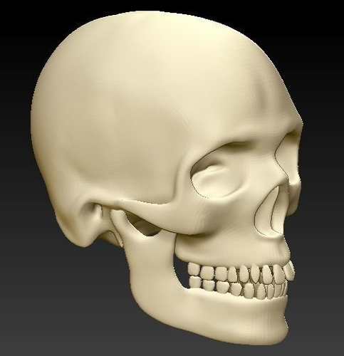 Human skull 3D print model
