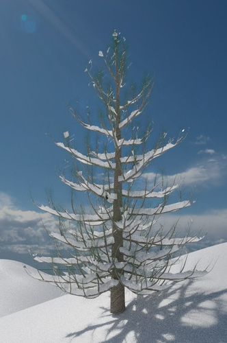 Snowy Pine Tree 3D model