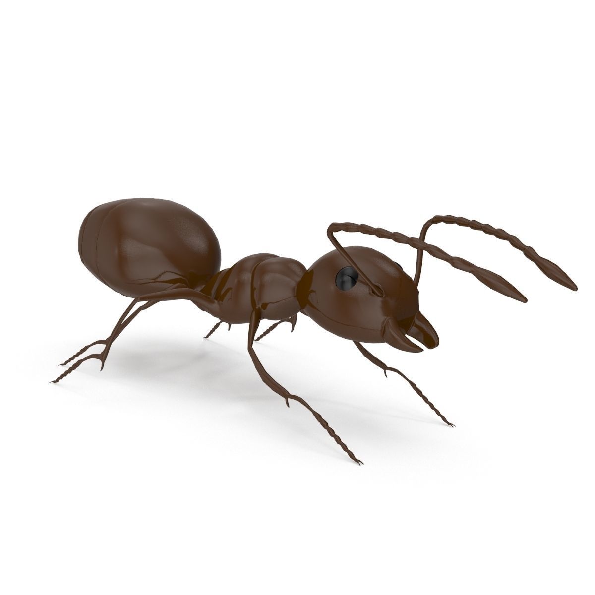 Ant Model chocolate 3D model_1