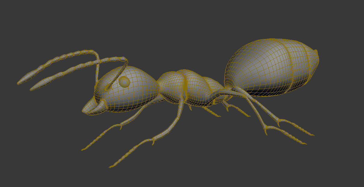 Ant Model chocolate 3D model_5