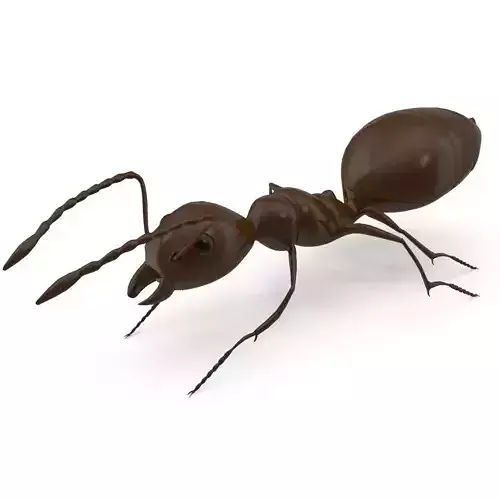 Ant Model chocolate 3D model