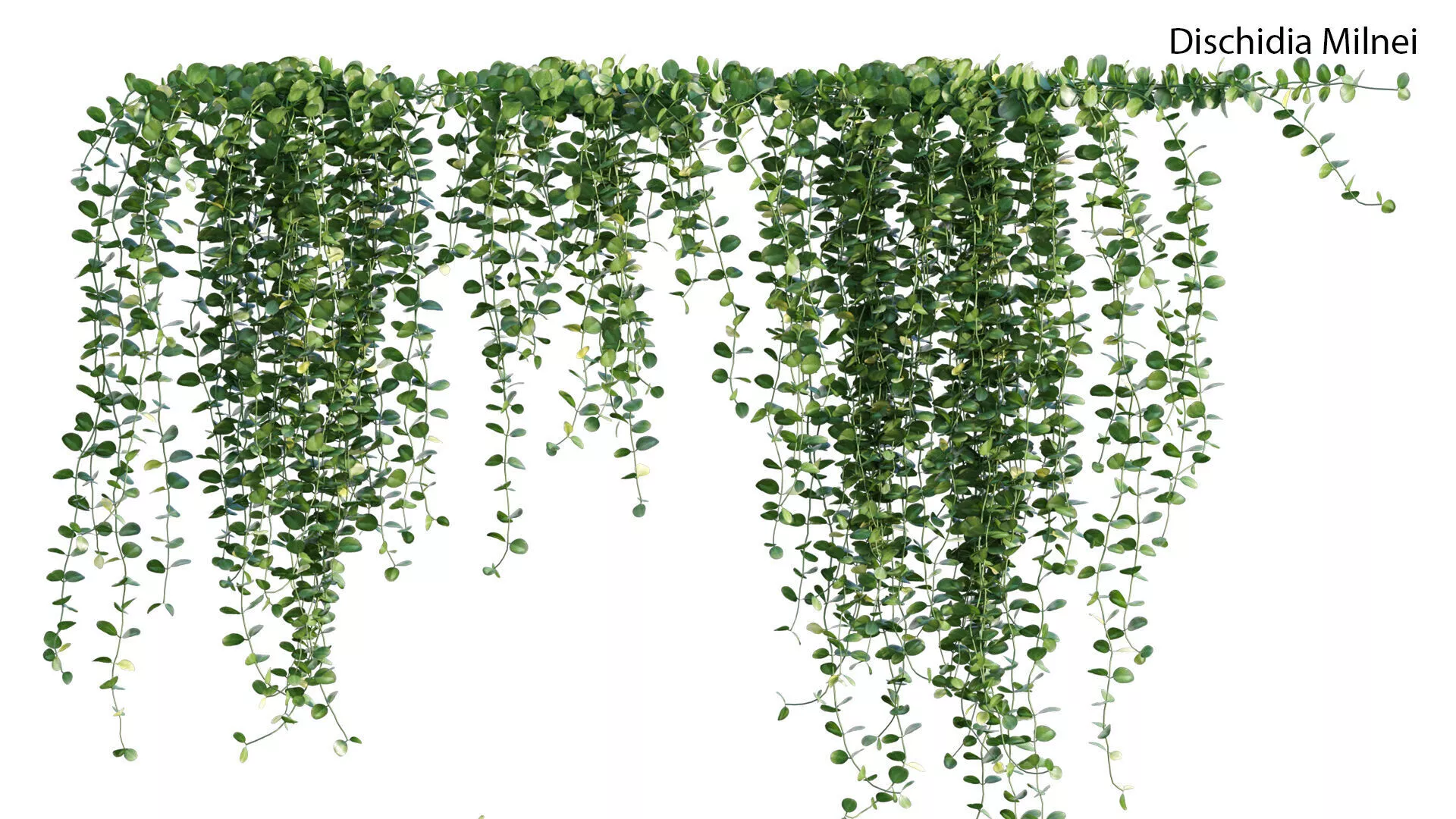 Dischidia Species - Rain of Coins- GrowFX 3D model