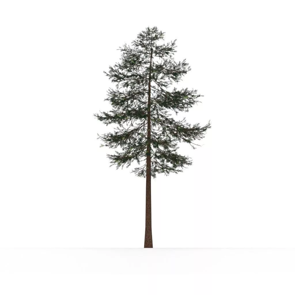Fir Tree 3D model
