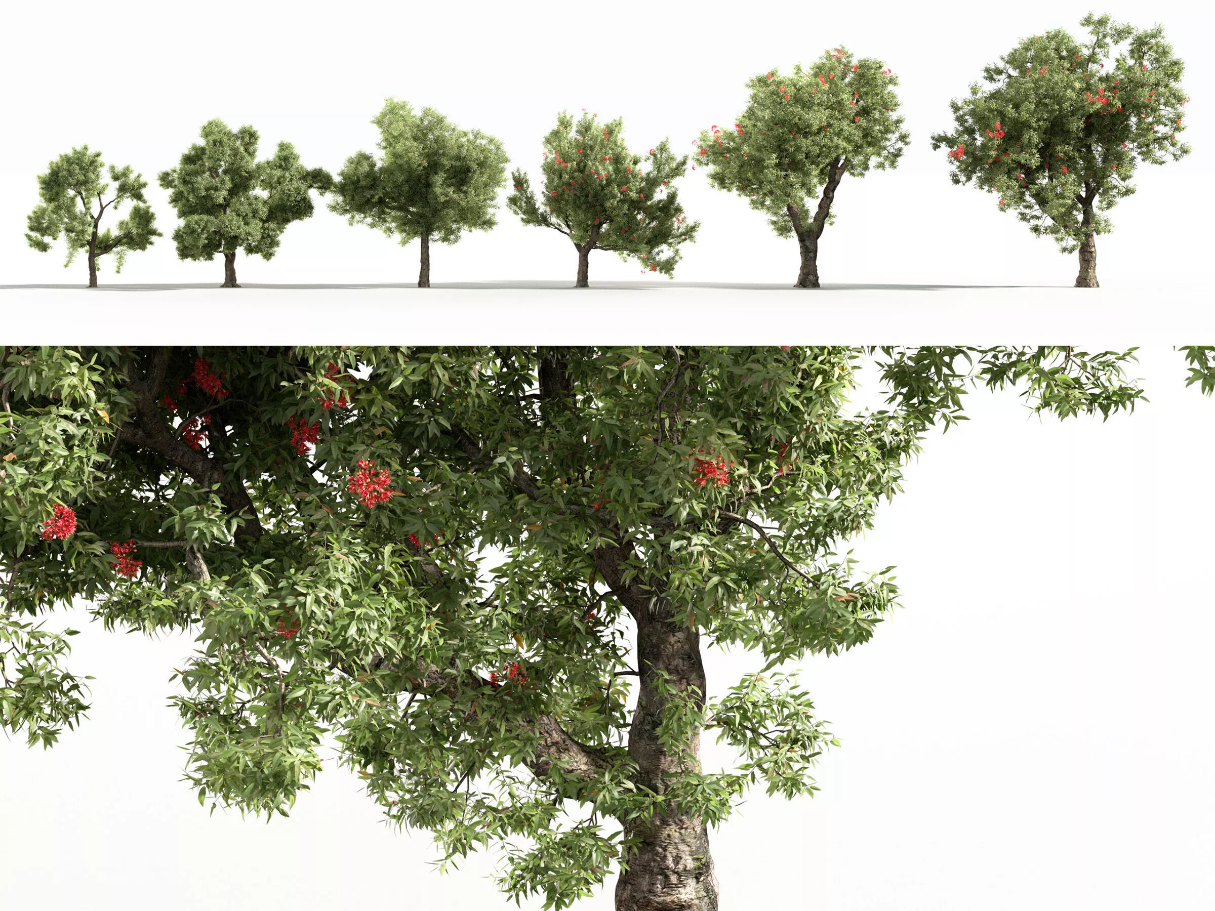 Corymbia ficifolia 3D model