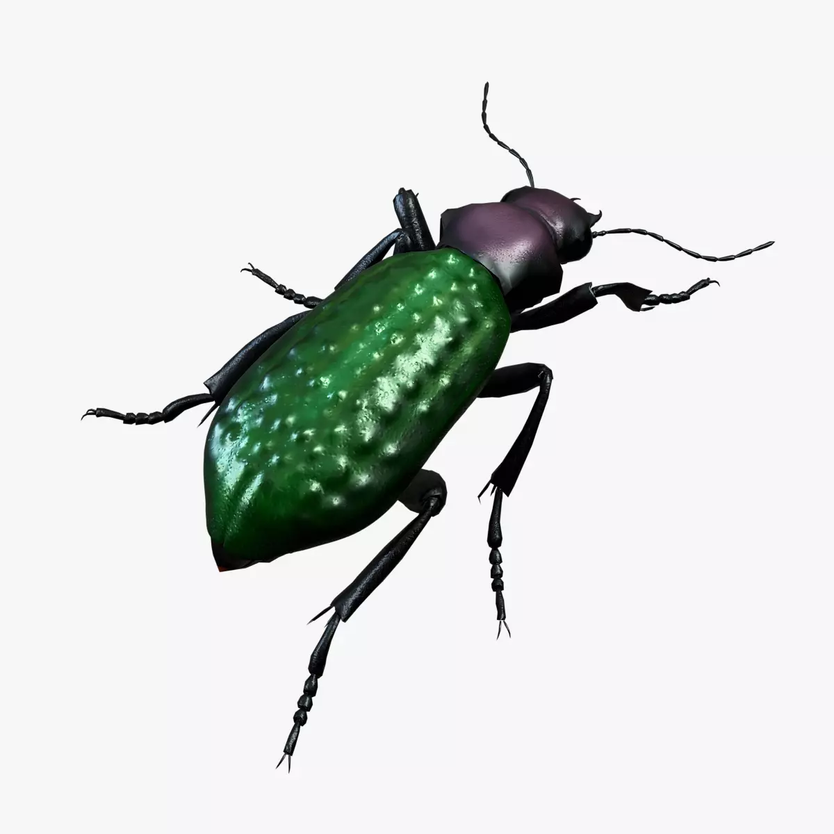 Ground Beetle Carabus pustulifer Low-poly 3D model