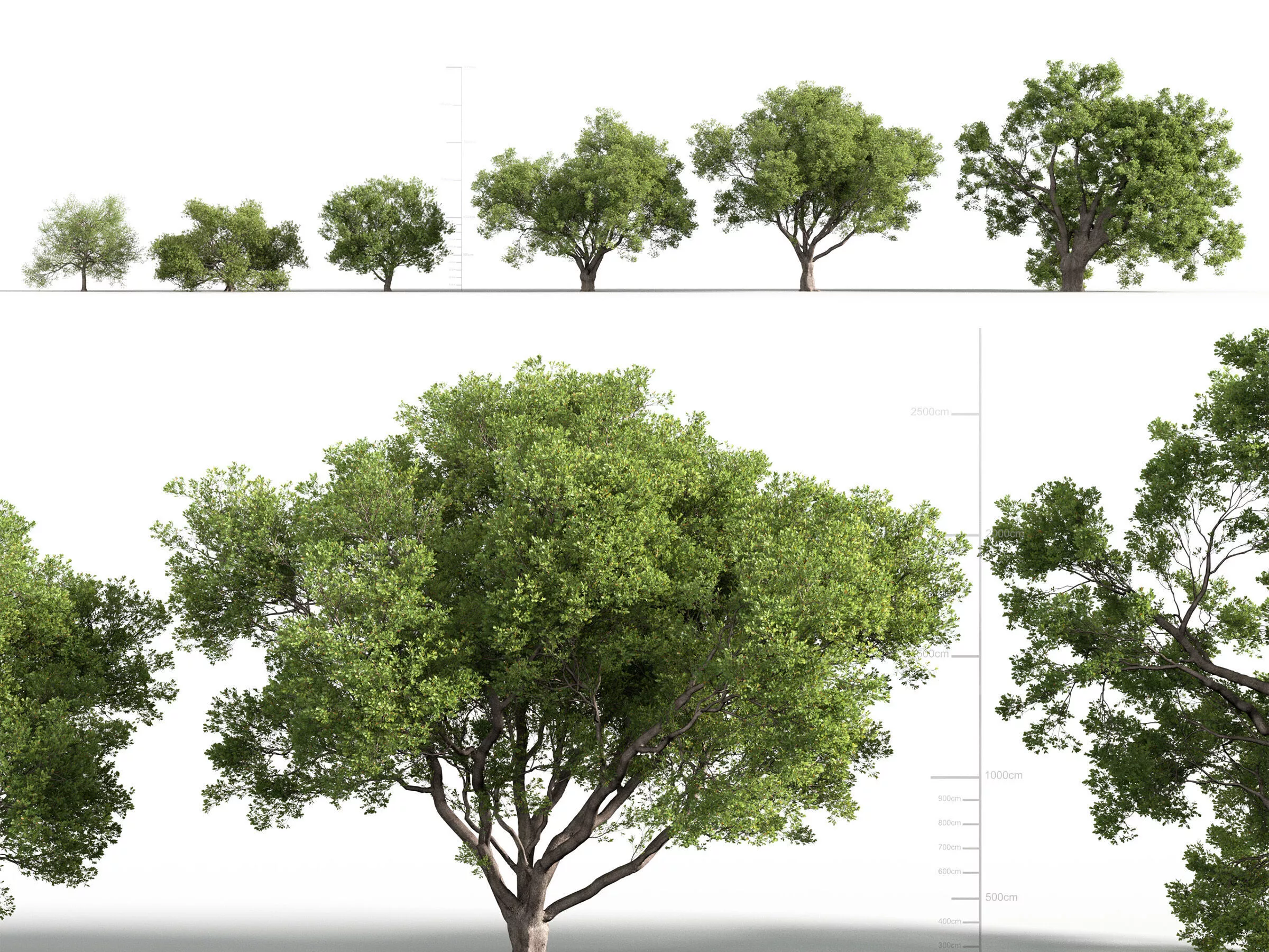 Quercus petraea 3D model