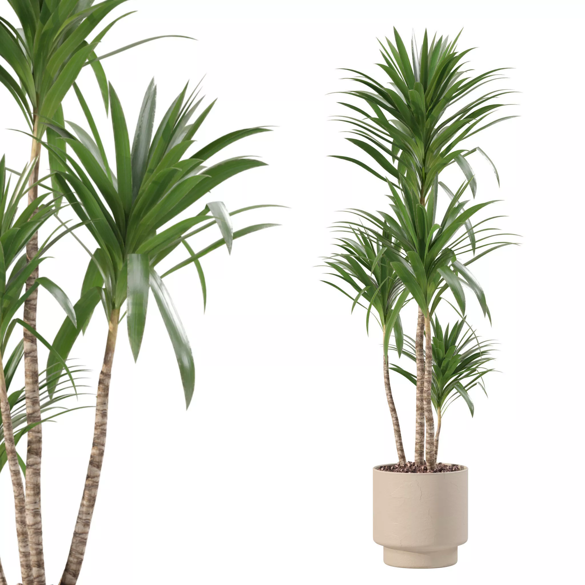 Plants collection 222 - yucca 3D model