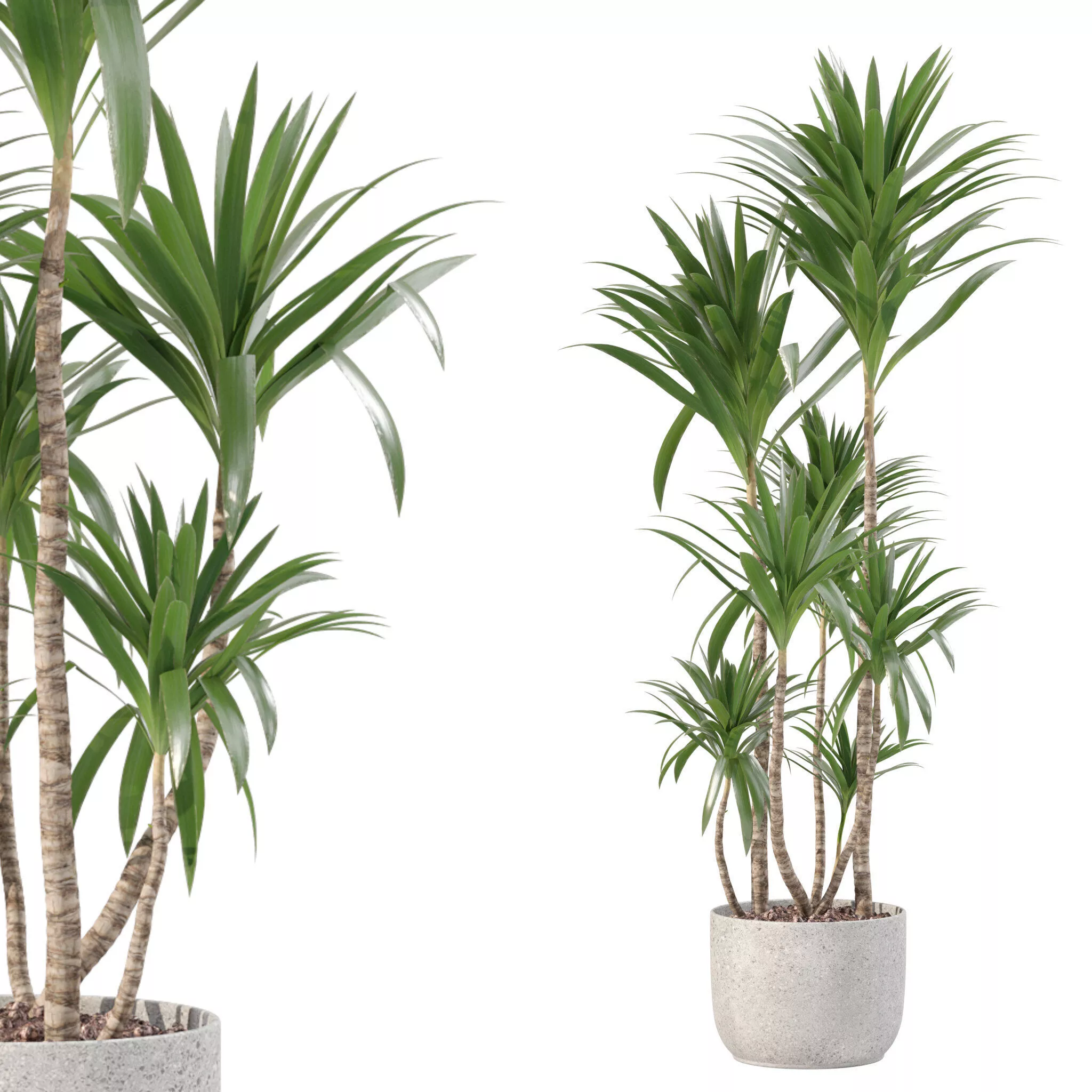 Plants collection 228 - yucca 3D model