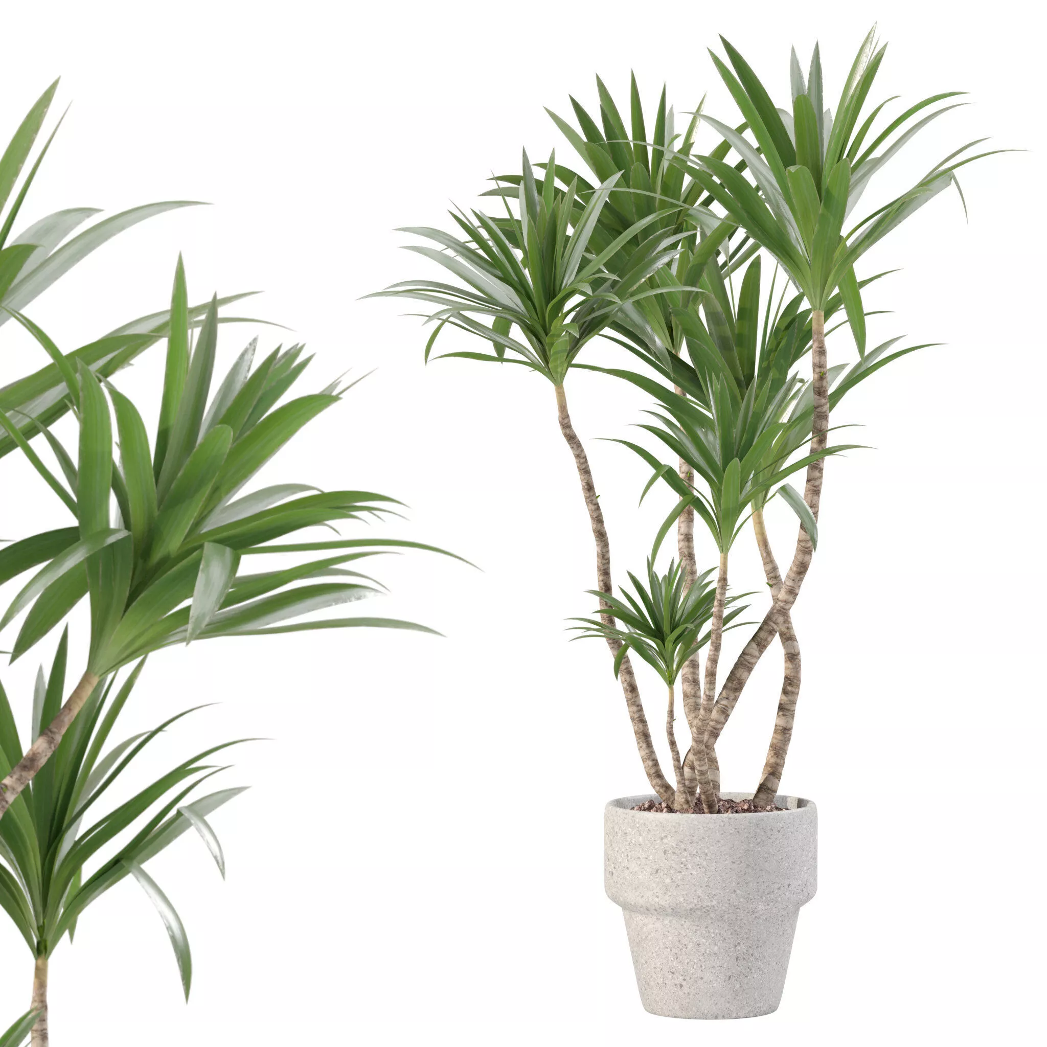 Plants collection 227 - yucca 3D model