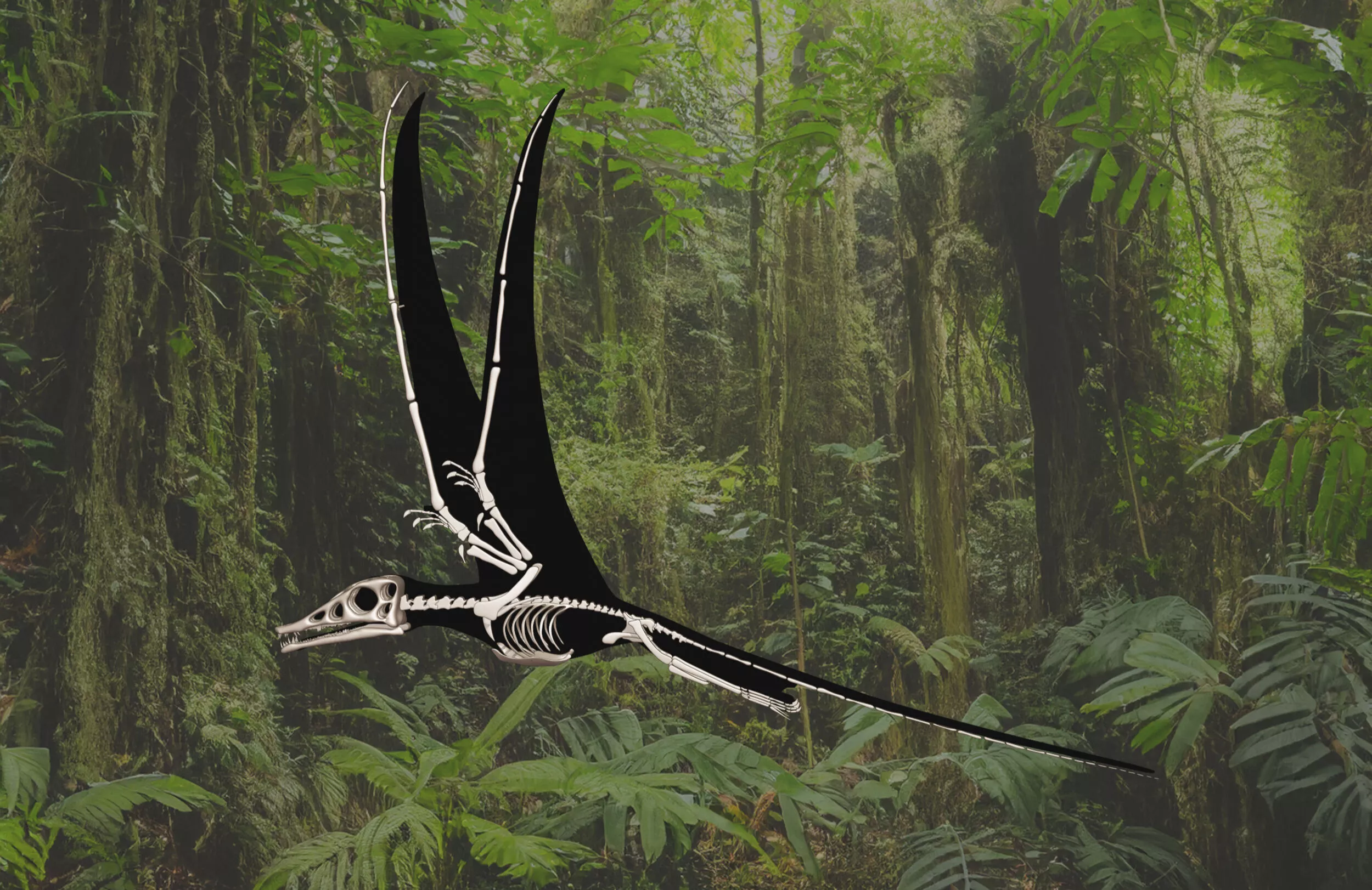 Eudimorphodon Squelette complet 3D print model