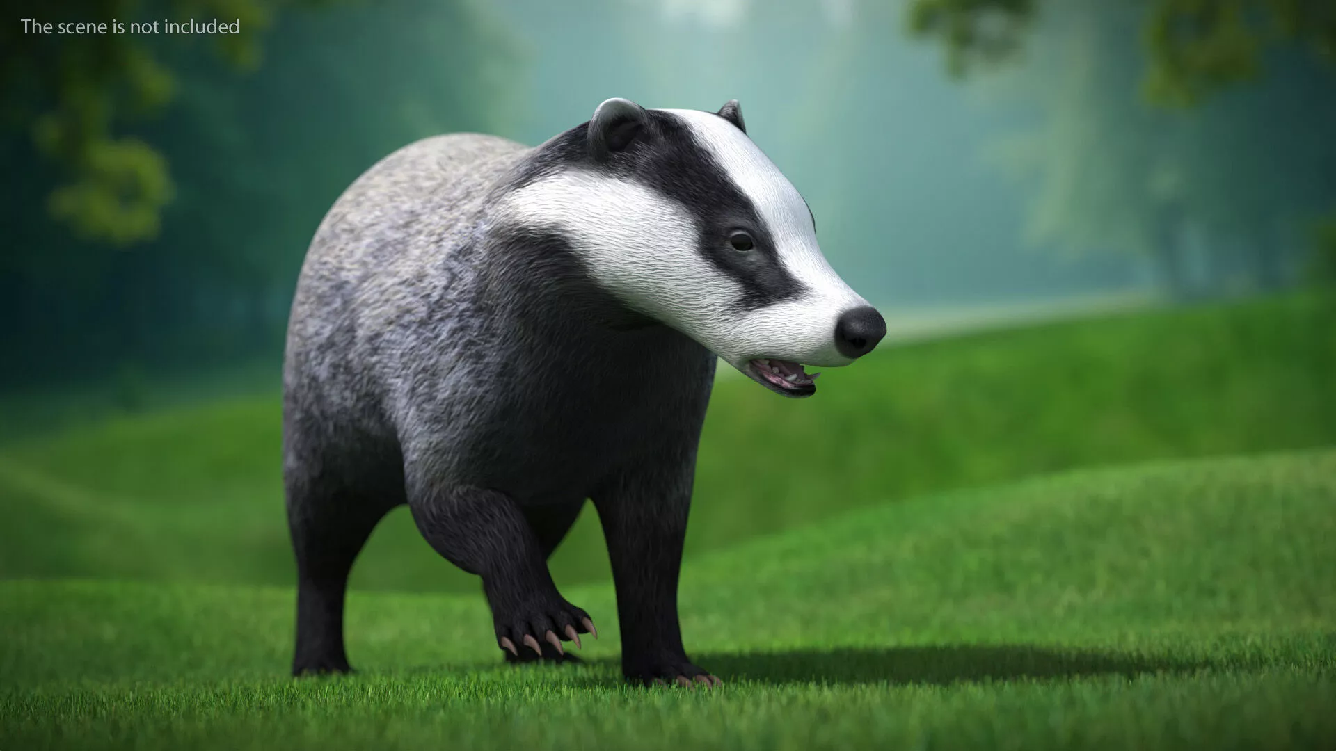European Badger Grey Rigged 3D model