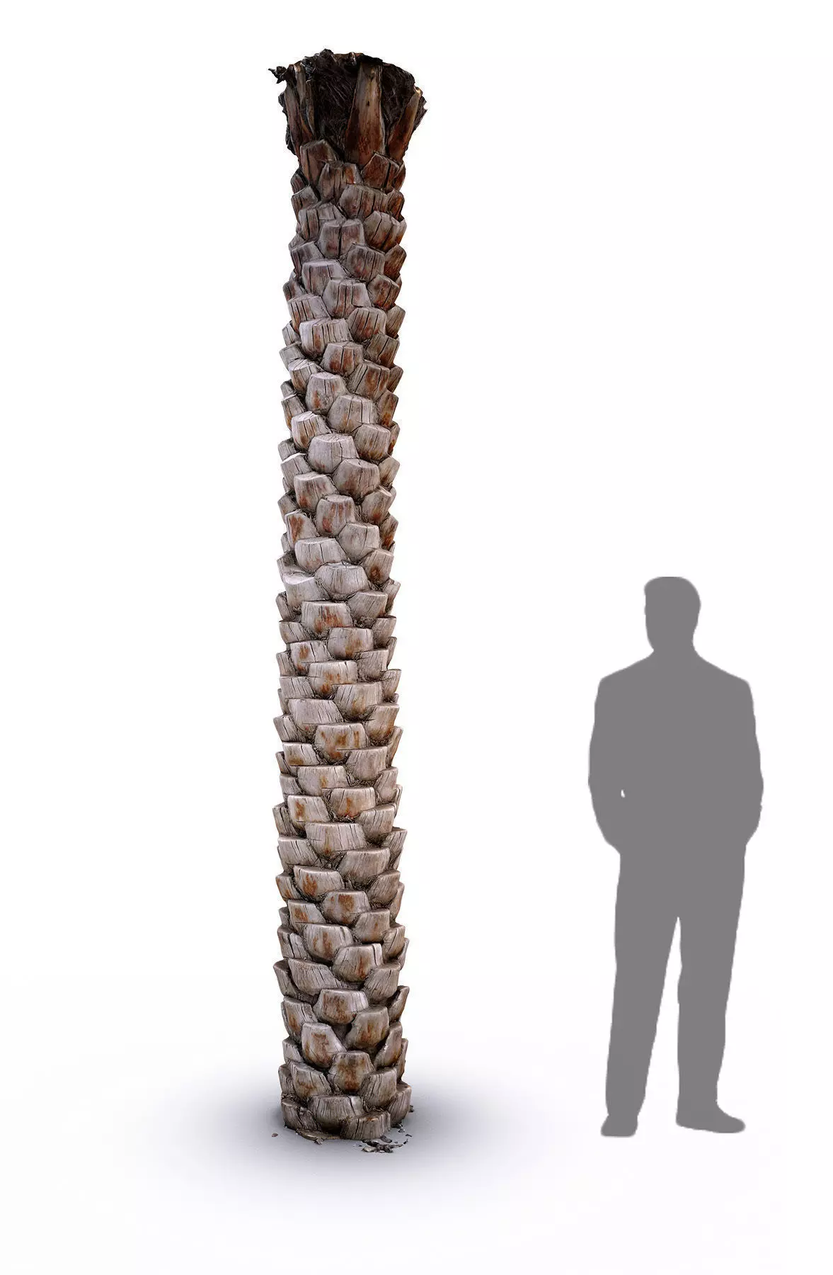 Date Palm 2 scan 8k Low-poly 3D model_0