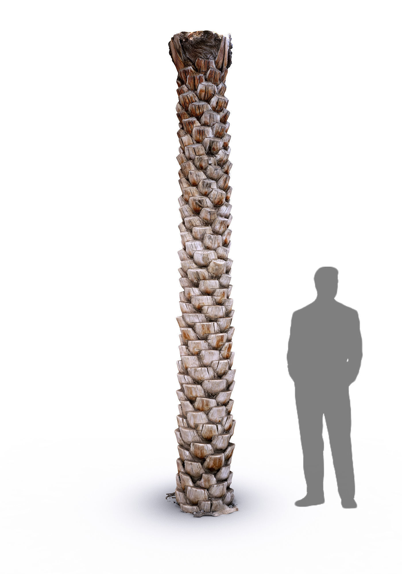 Date Palm 2 scan 8k Low-poly 3D model_2