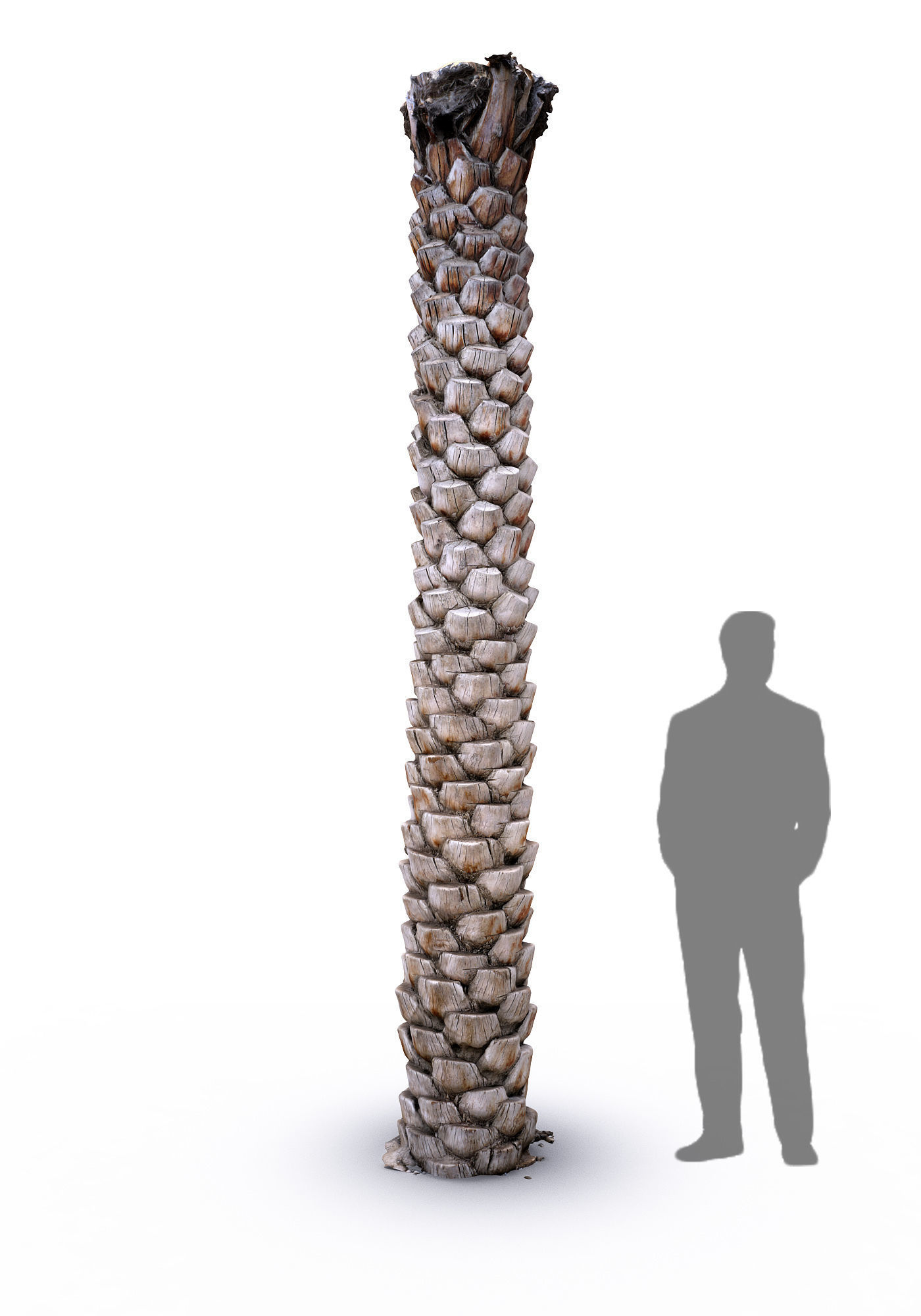 Date Palm 2 scan 8k Low-poly 3D model_1