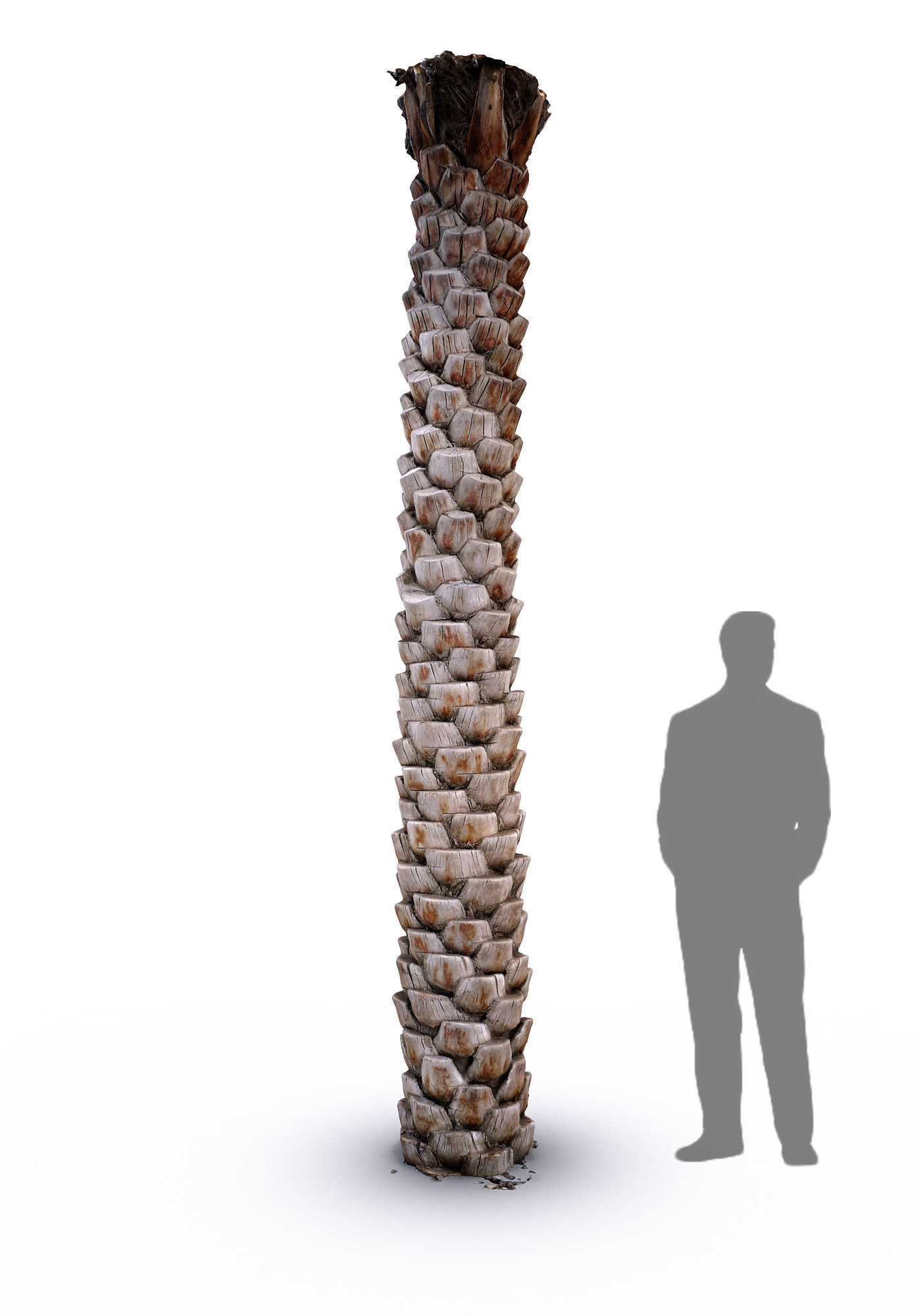 Date Palm 2 scan 8k Low-poly 3D model_3