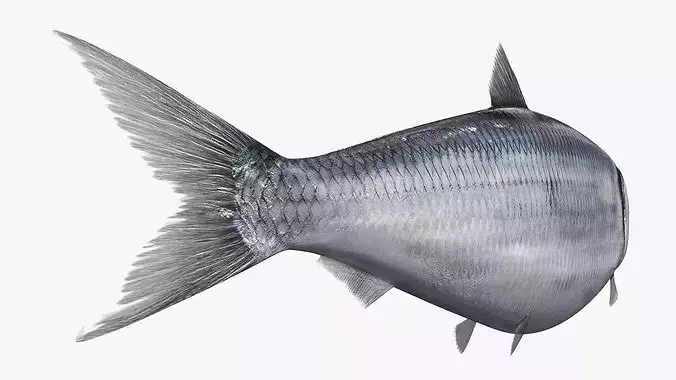Atlantic Herring Fish Swim Animated Rigged For Maya 3D model 6