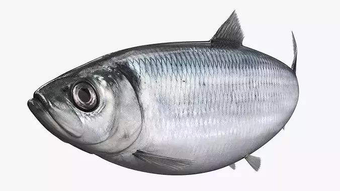 Atlantic Herring Fish Swim Animated Rigged For Maya 3D model 4