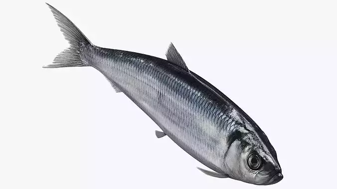 Atlantic Herring Fish Swim Animated Rigged For Maya 3D model 5