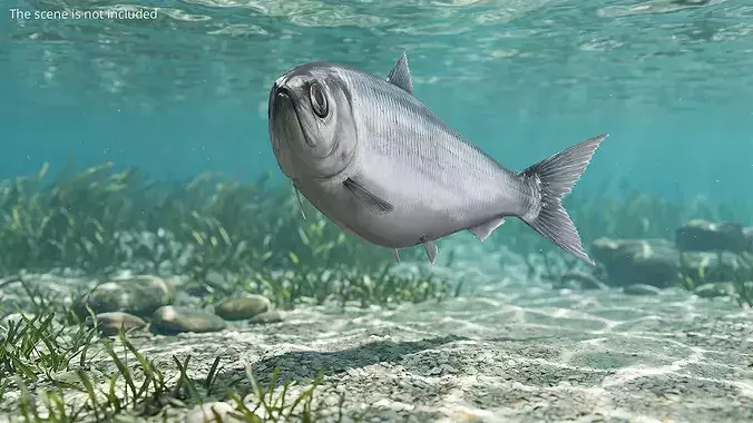 Atlantic Herring Fish Swim Animated Rigged For Maya 3D model 3
