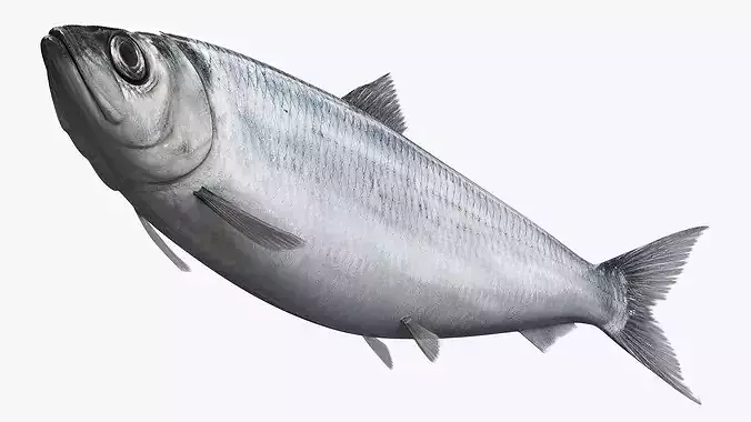 Atlantic Herring Fish Swim Animated Rigged For Maya 3D model
