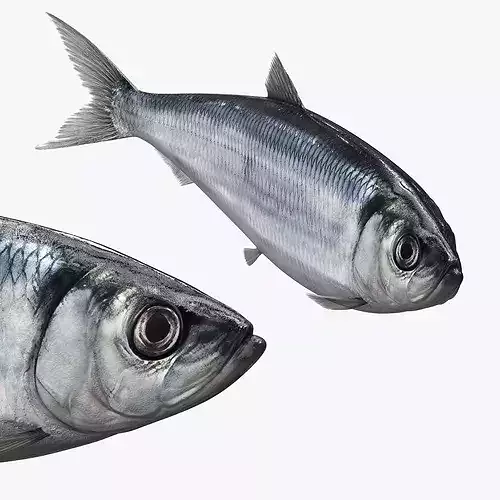 Atlantic Herring Fish Swim Animated Rigged For Maya 3D model 7