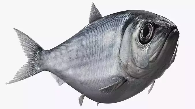 Atlantic Herring Fish Swim Animated Rigged For Maya 3D model 2