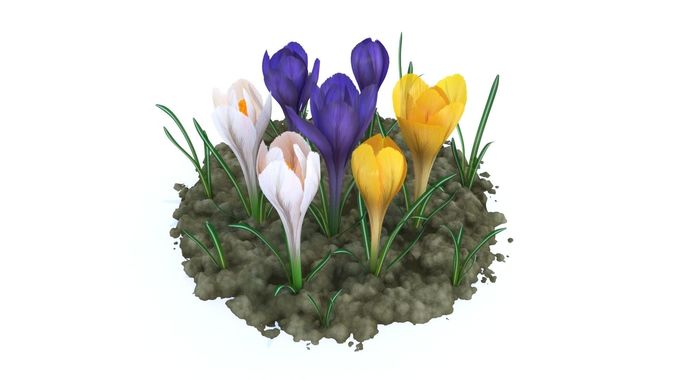 Crocus crocuses in ground Low-poly 3D model