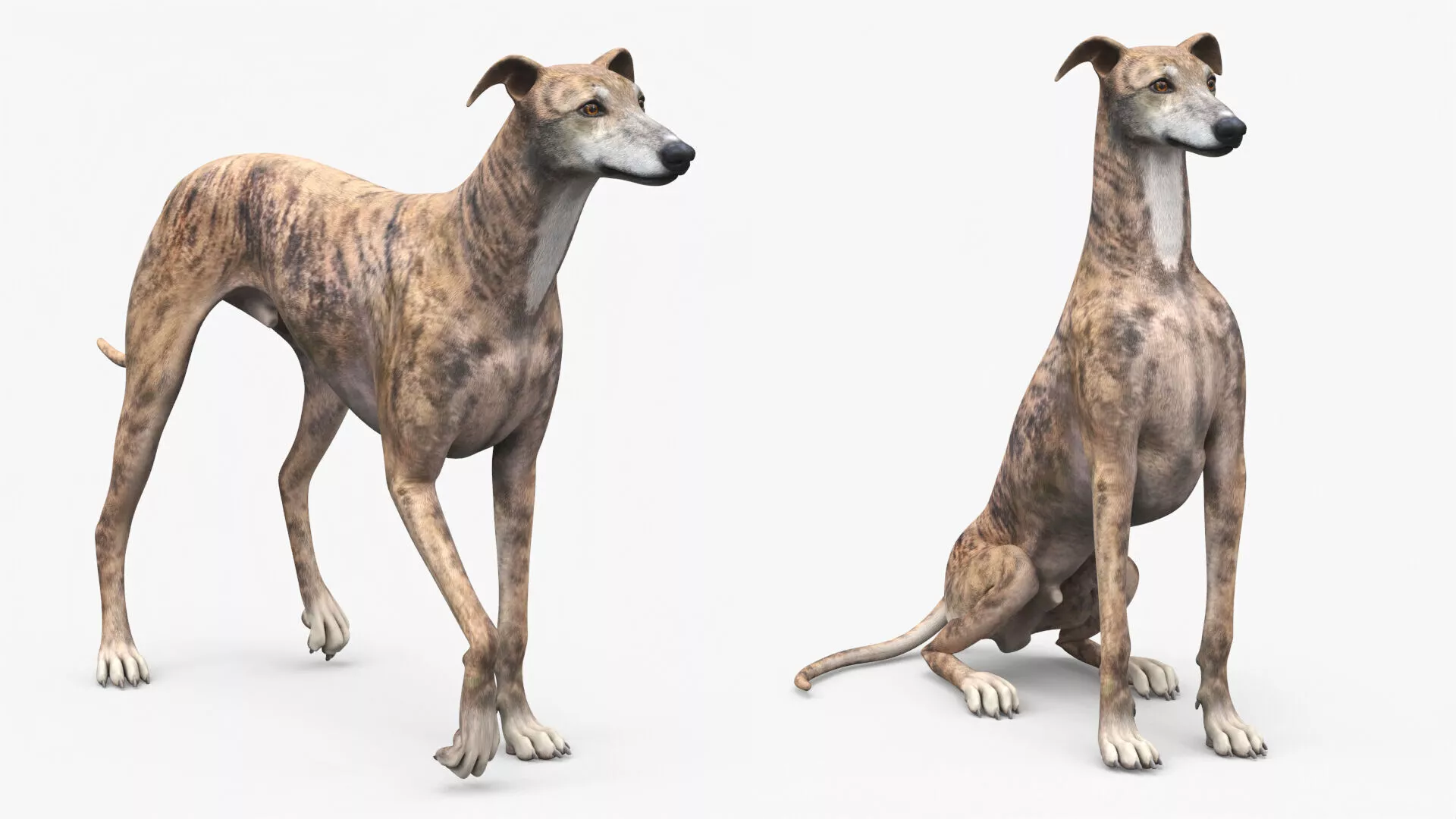 Greyhound Dog Male Brindle Rigged 3D model